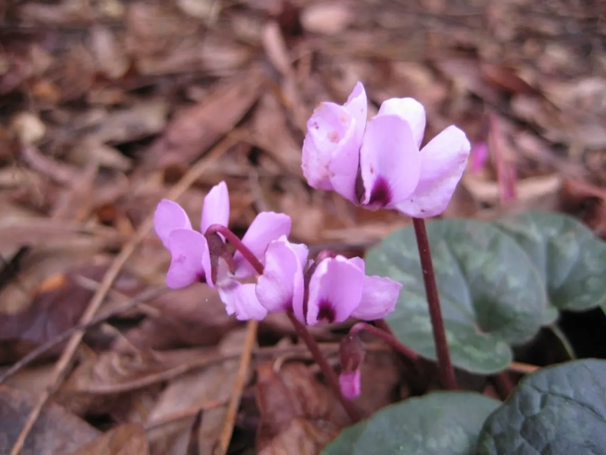 Ciclamino