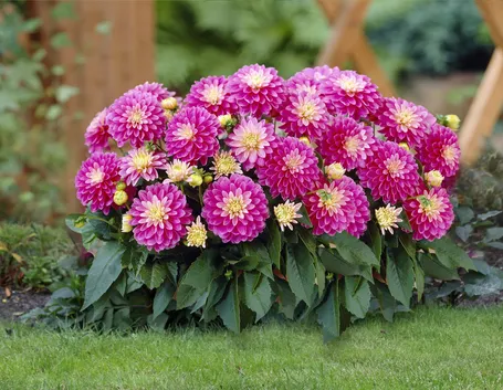 Dalia