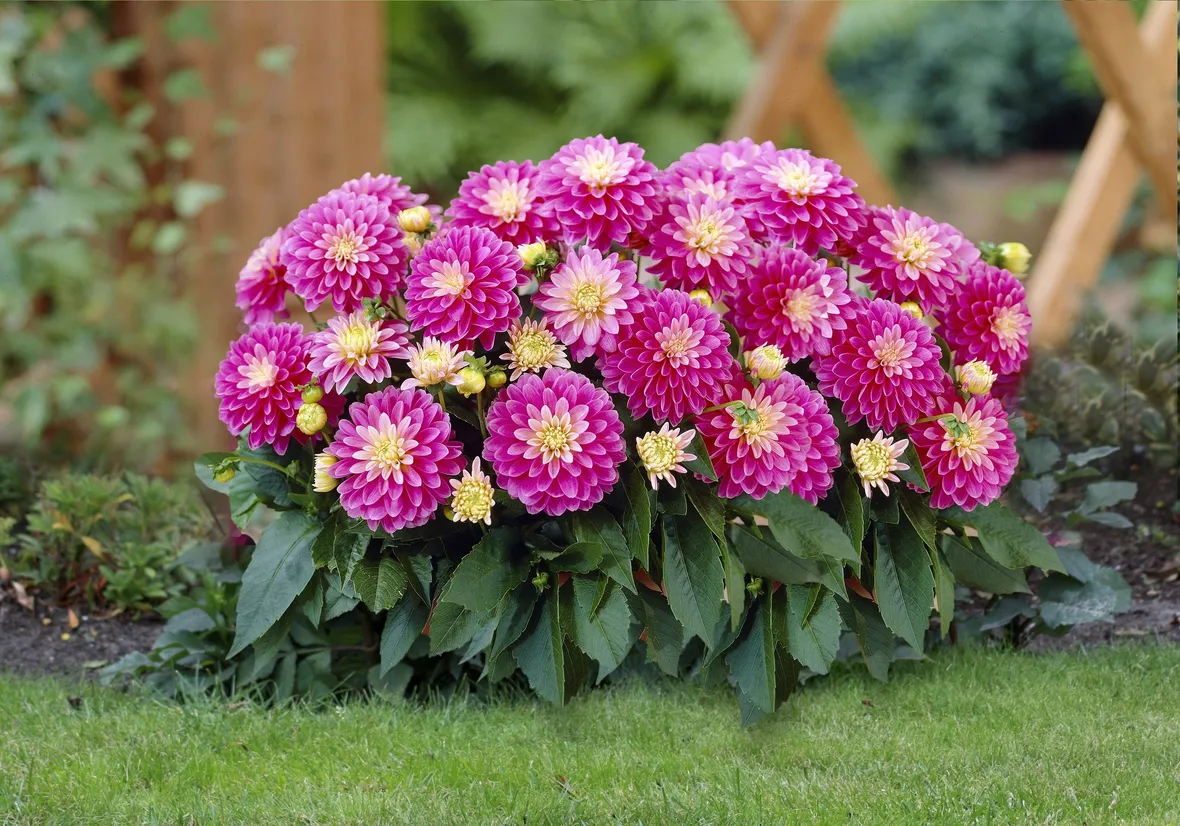 Dalia