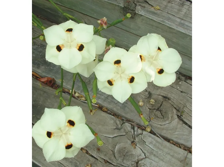 dietes bicolor
