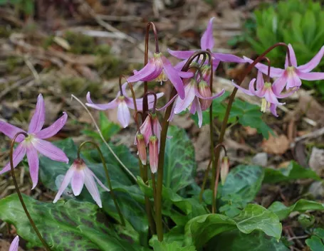 erythronium revolutum