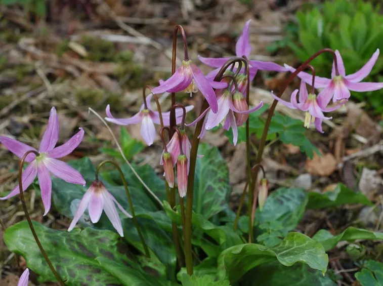 erythronium revolutum