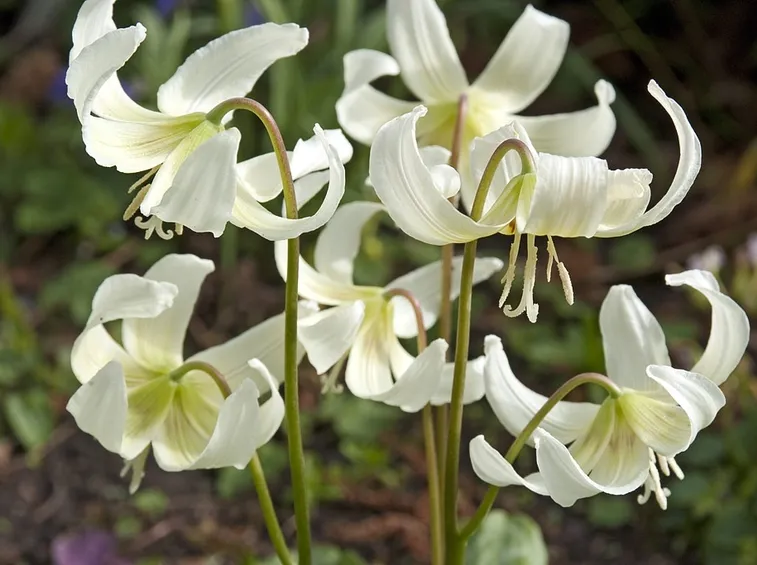 erythronium californicum