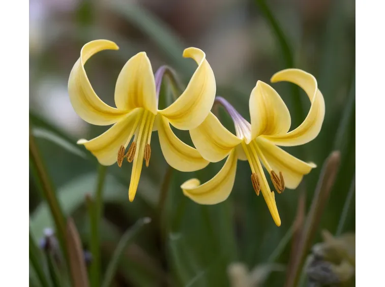 erythronium kondo