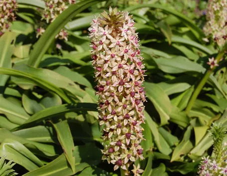 Eucomis 