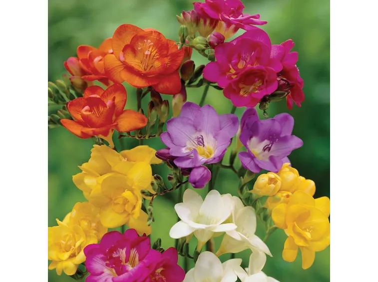 fiori fresia