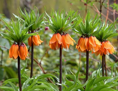 fritillaria imperialis