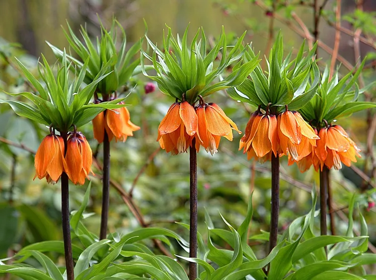 fritillaria imperialis