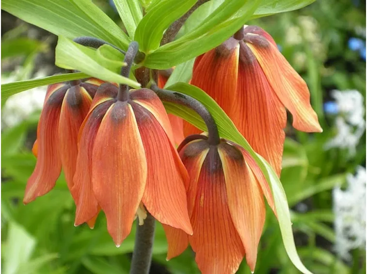 corona imperiale fiori