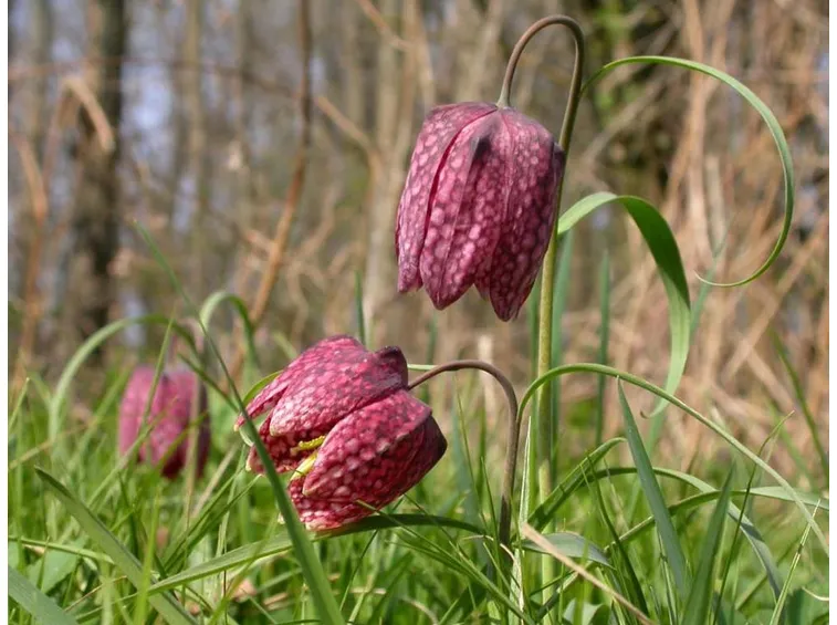 fritillaria meleagris alba