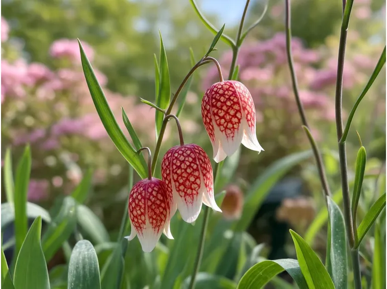 fritillaria meleagris