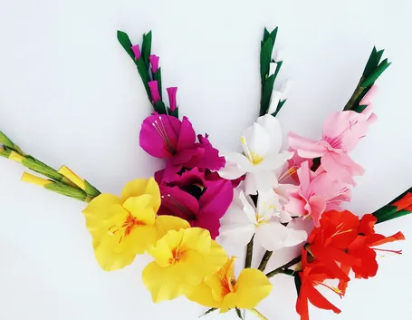 gladiolus palustris