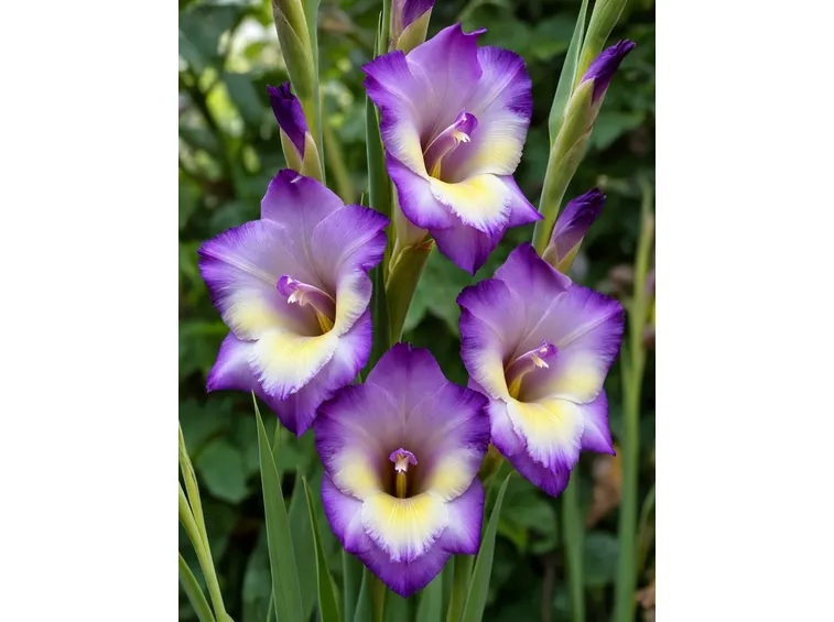 gladiolus