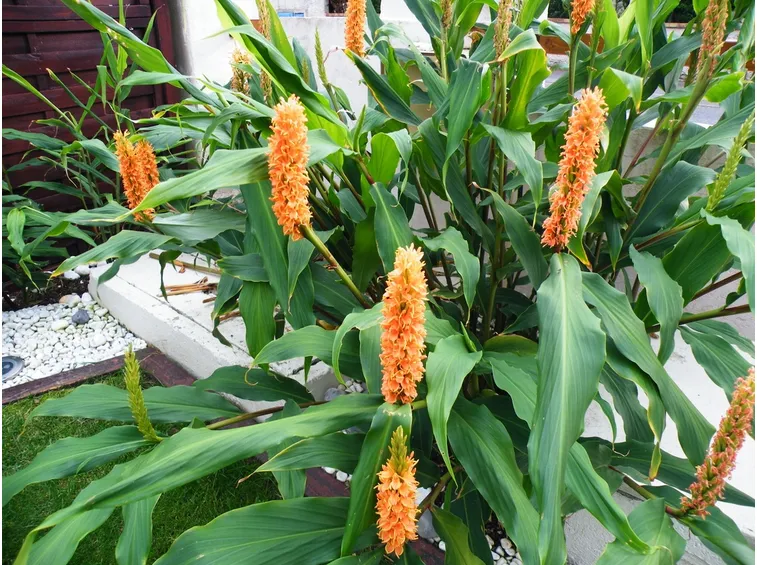 Hedychium