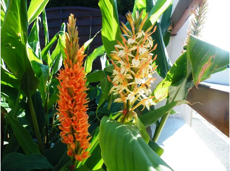 Hedychium