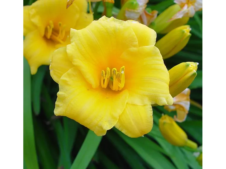 hemerocallis giallo