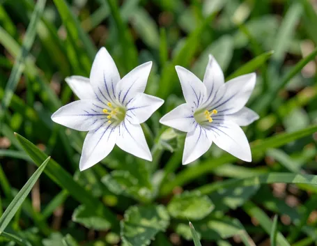 Ipheion