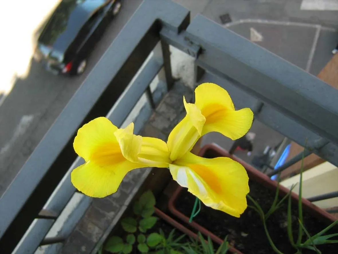Iris