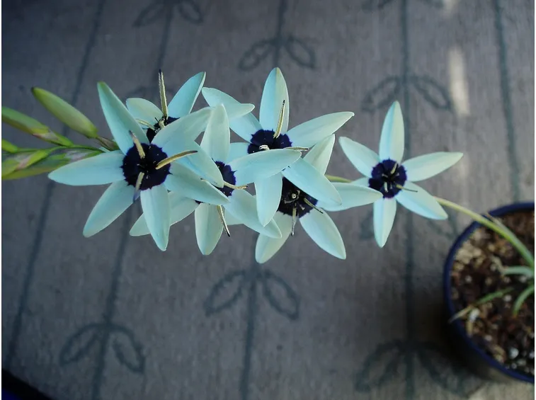 Ixia