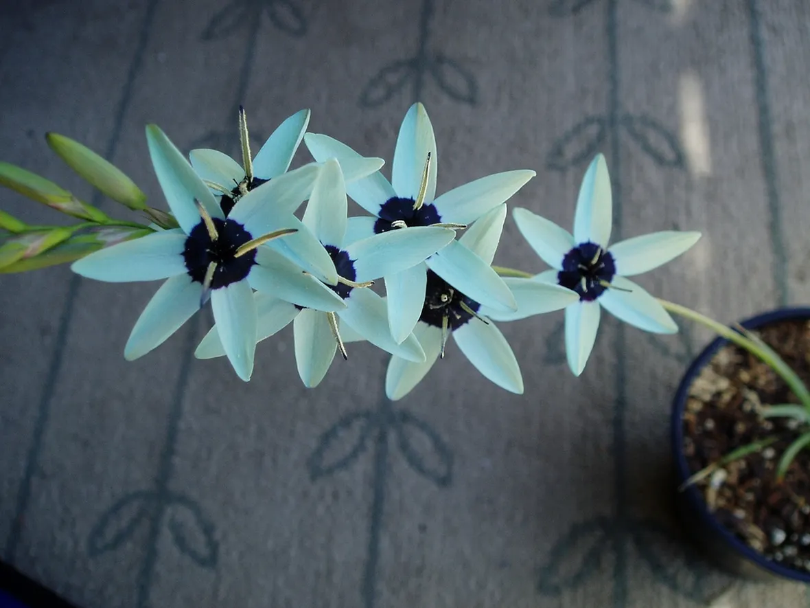 Ixia