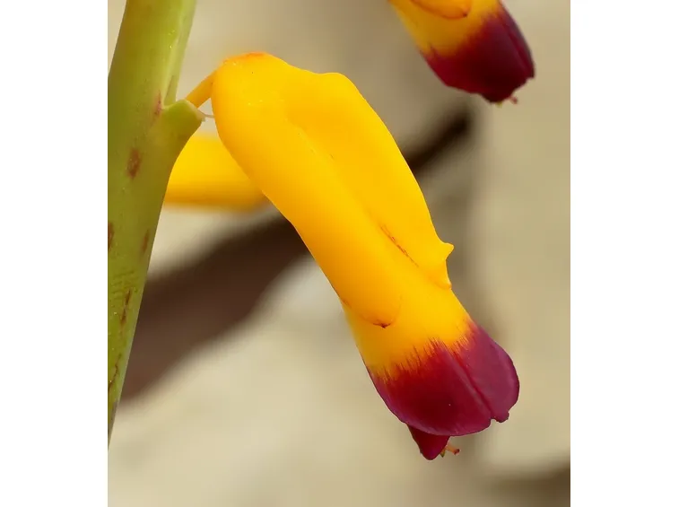 fiore