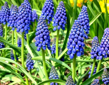 muscari