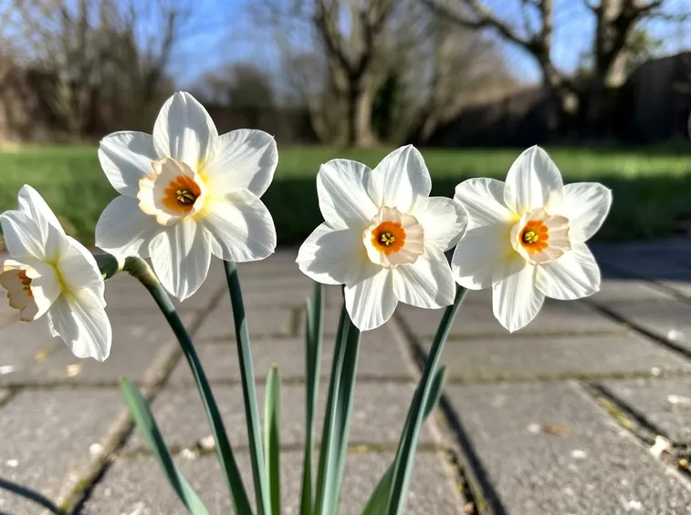 Concimazioni narcisi