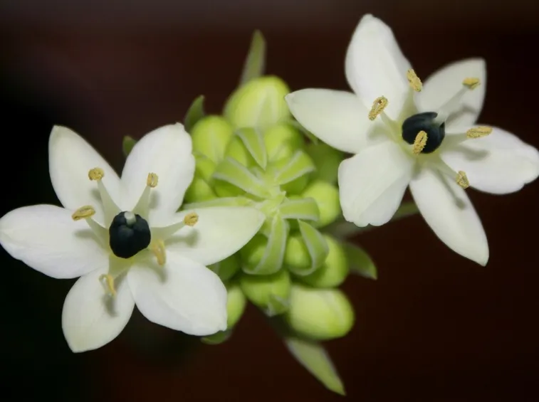 fiore bianco