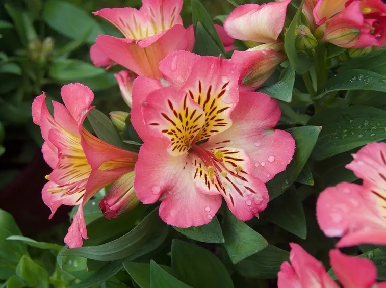 astromeria rosa