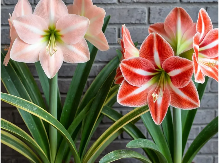 amaryllis