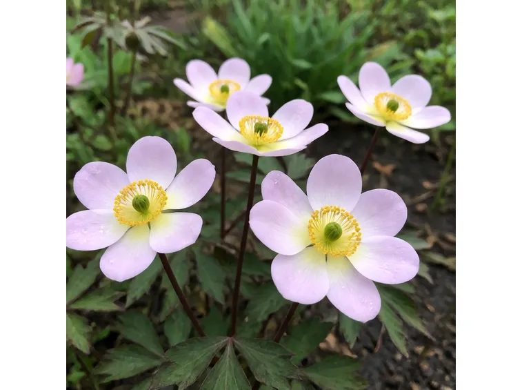 anemone hupenensis honorine jobert