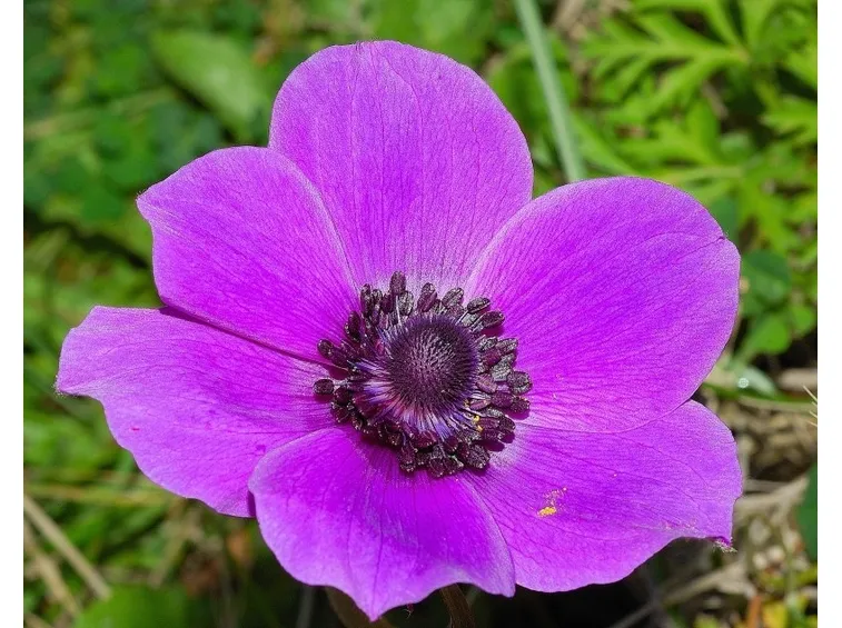 anemone
