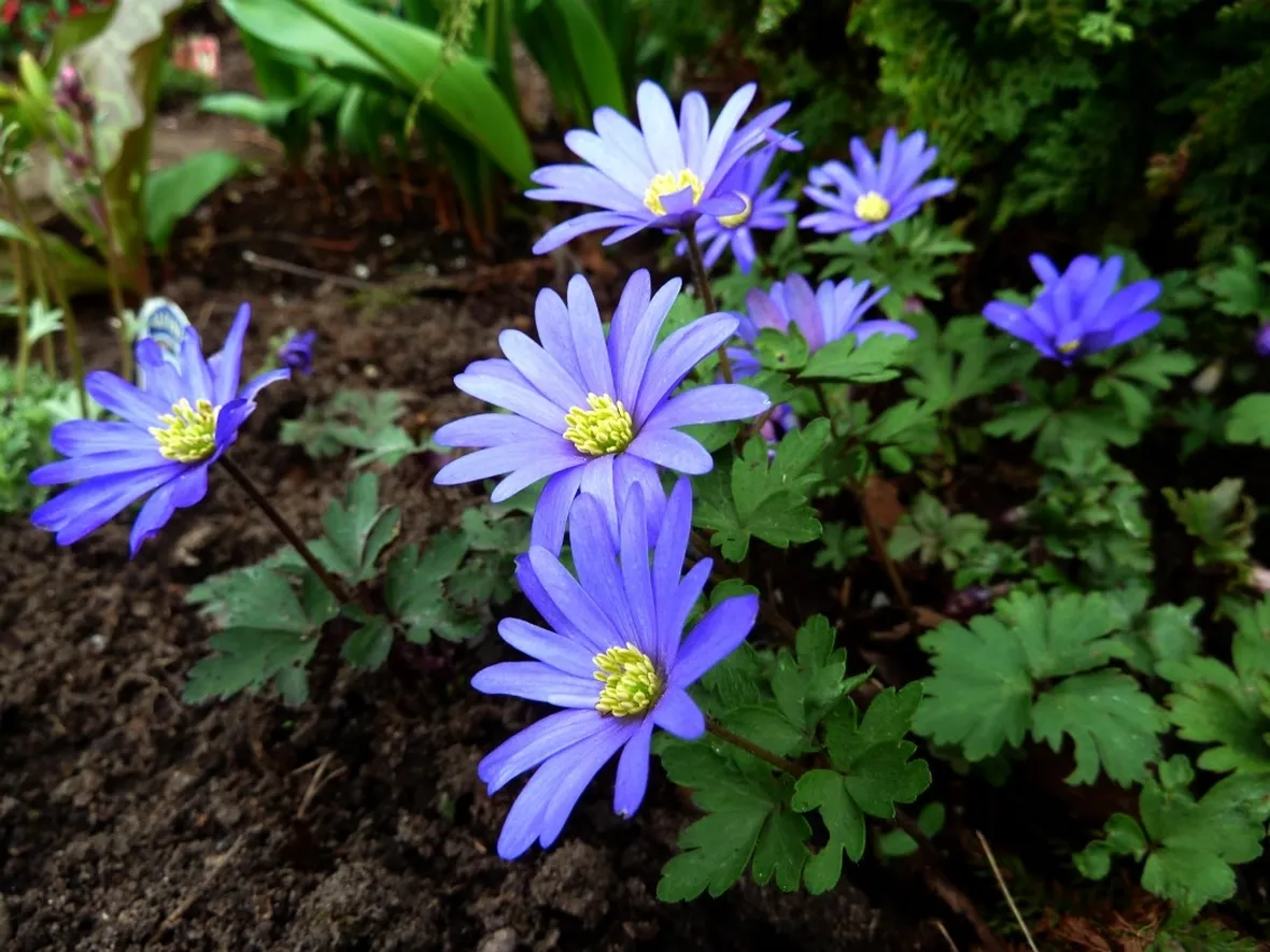 anemone blanda