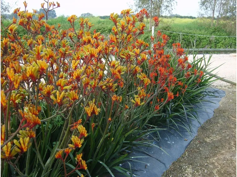 Anigozanthos