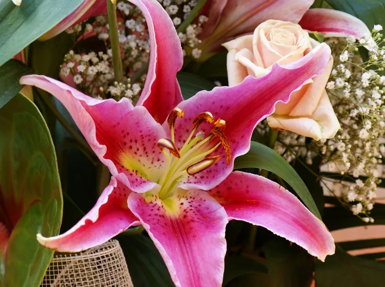 lilium fiore