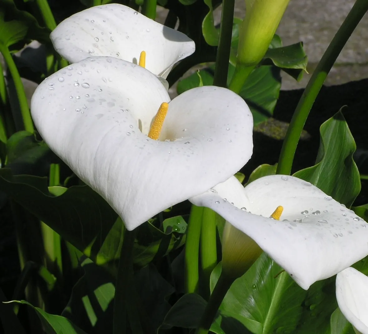 Calla