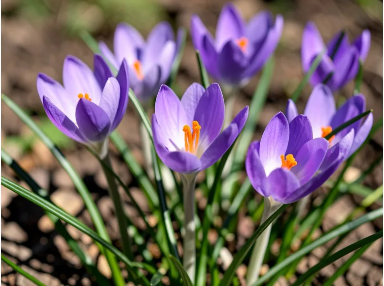 crocus