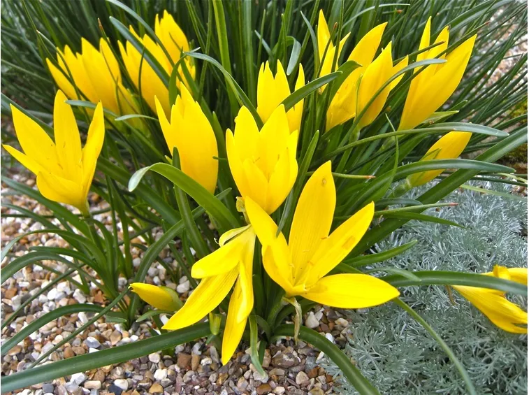 sternbergia