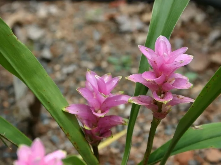 curcuma