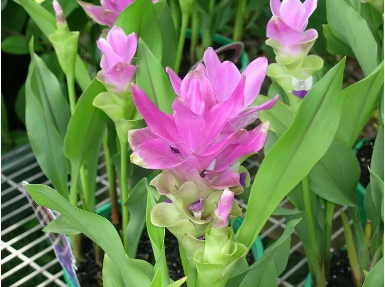 curcuma fiore