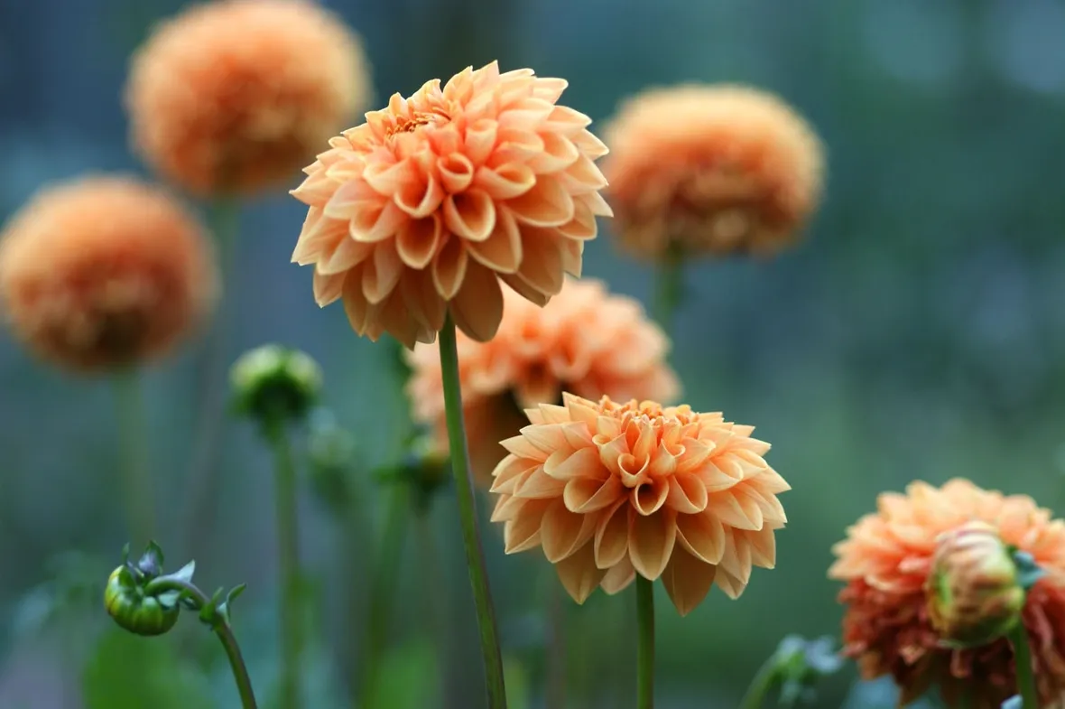 Dalia