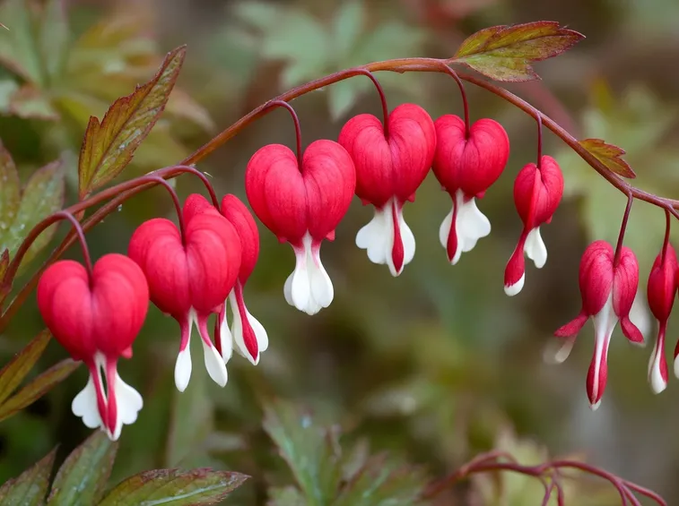 dicentra