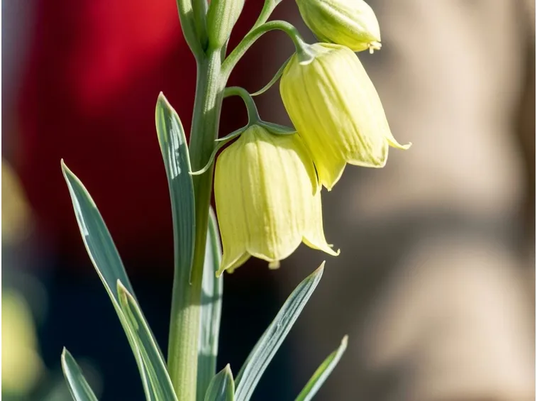 frittillaria persica