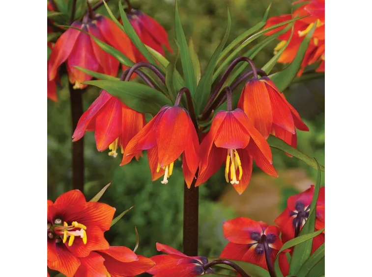 fritillaria imperialis