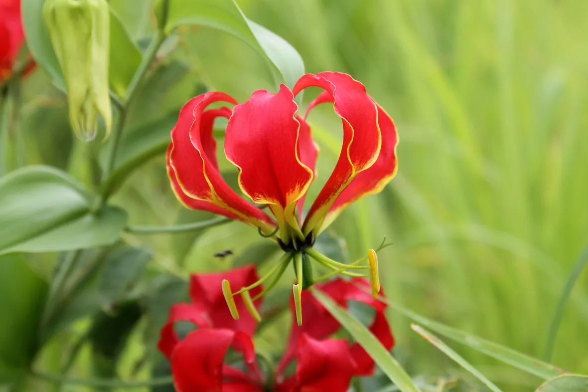 Gloriosa