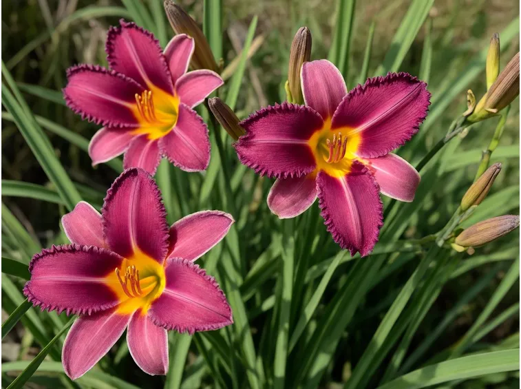 emerocallis