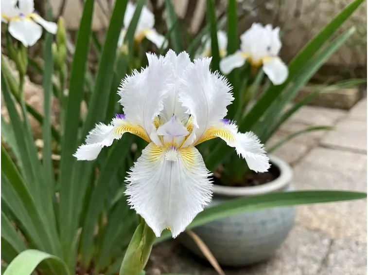 Iris japonica