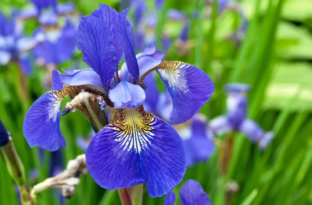 Iris