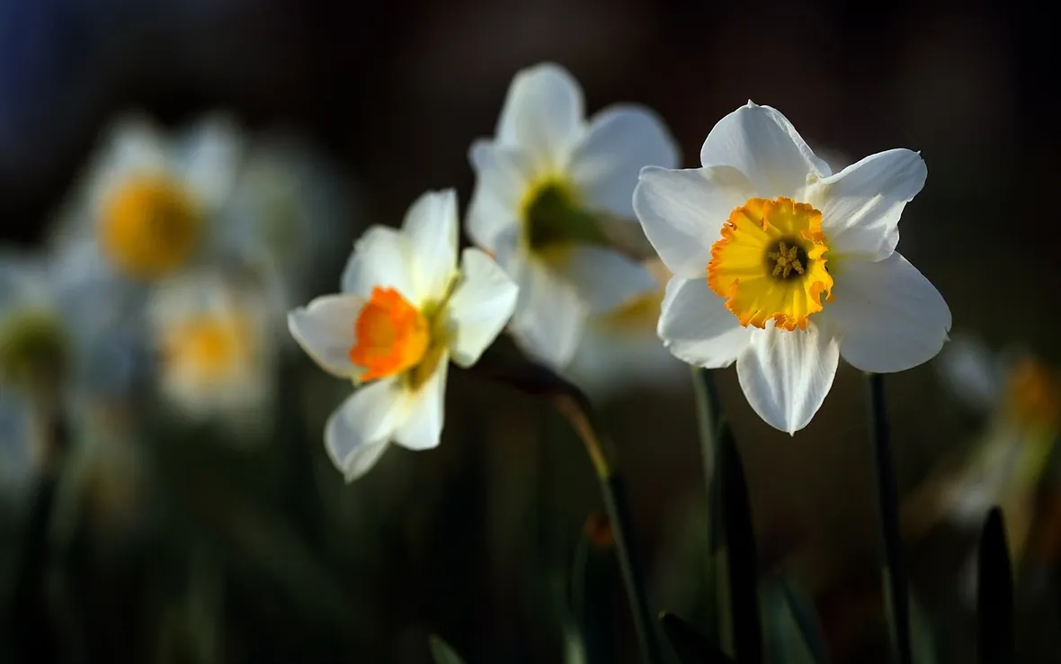 Narciso