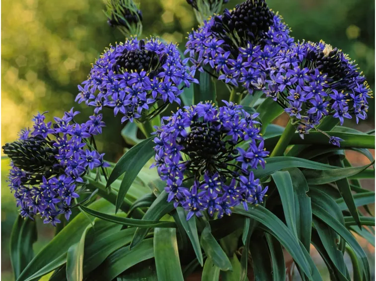 scilla peruviana